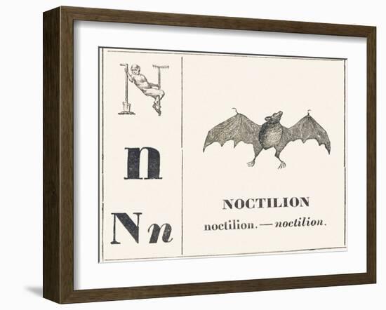 Born for Noctilion (Fishing Bat Native to Latin America), 1850 (Engraving)-Louis Simon (1810-1870) Lassalle-Framed Giclee Print