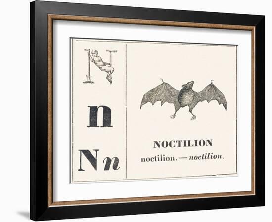 Born for Noctilion (Fishing Bat Native to Latin America), 1850 (Engraving)-Louis Simon (1810-1870) Lassalle-Framed Giclee Print