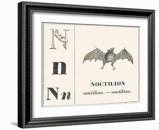 Born for Noctilion (Fishing Bat Native to Latin America), 1850 (Engraving)-Louis Simon (1810-1870) Lassalle-Framed Giclee Print