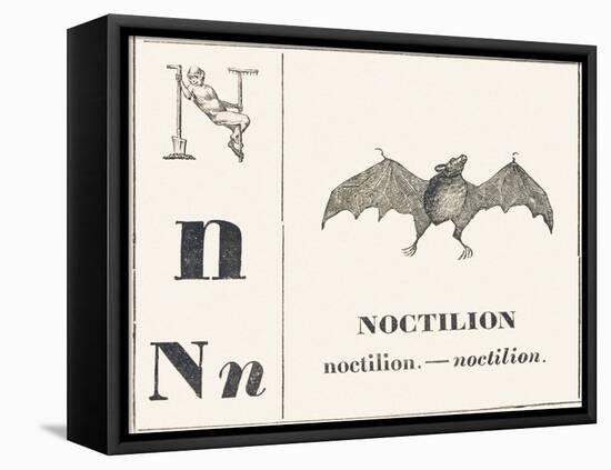 Born for Noctilion (Fishing Bat Native to Latin America), 1850 (Engraving)-Louis Simon (1810-1870) Lassalle-Framed Premier Image Canvas