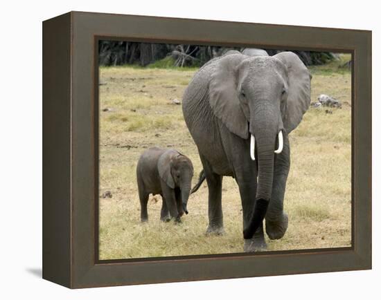 Born Free Charity, Kenya, September 2004-null-Framed Premier Image Canvas