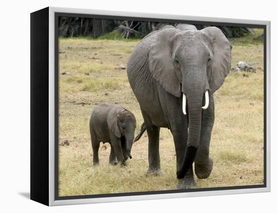 Born Free Charity, Kenya, September 2004-null-Framed Premier Image Canvas