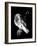 Born to Be Free (Dark)-Balazs Solti-Framed Giclee Print