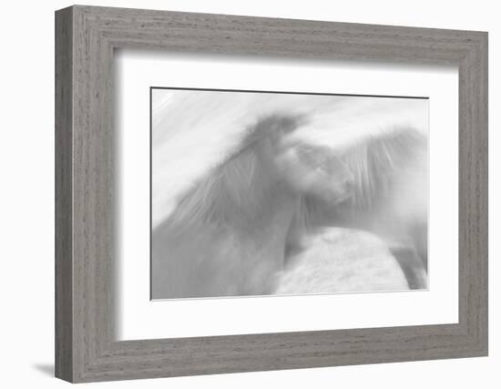 Born to be Wild-Doug Chinnery-Framed Photographic Print