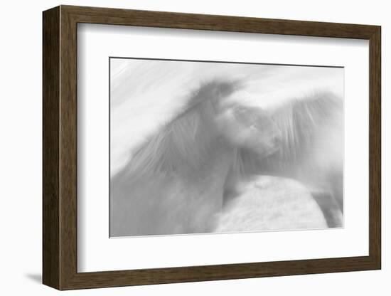 Born to be Wild-Doug Chinnery-Framed Photographic Print