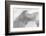 Born to be Wild-Doug Chinnery-Framed Photographic Print