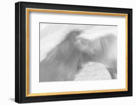 Born to be Wild-Doug Chinnery-Framed Photographic Print