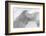 Born to be Wild-Doug Chinnery-Framed Photographic Print