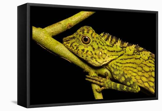 Bornean Angle-headed Lizard on branch in rainforest, Borneo-Alex Hyde-Framed Premier Image Canvas