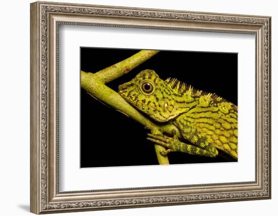 Bornean Angle-headed Lizard on branch in rainforest, Borneo-Alex Hyde-Framed Photographic Print