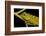 Bornean Angle-headed Lizard on branch in rainforest, Borneo-Alex Hyde-Framed Photographic Print