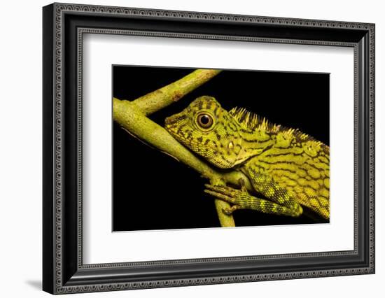 Bornean Angle-headed Lizard on branch in rainforest, Borneo-Alex Hyde-Framed Photographic Print
