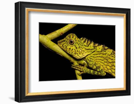 Bornean Angle-headed Lizard on branch in rainforest, Borneo-Alex Hyde-Framed Photographic Print