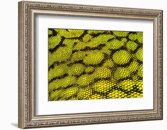 Bornean Angle-headed Lizard scale detail, Borneo-Alex Hyde-Framed Photographic Print