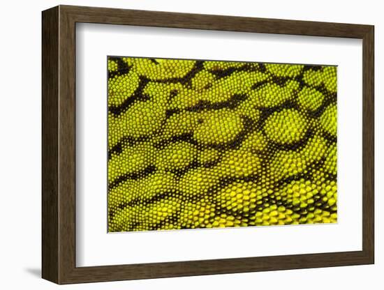 Bornean Angle-headed Lizard scale detail, Borneo-Alex Hyde-Framed Photographic Print