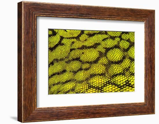 Bornean Angle-headed Lizard scale detail, Borneo-Alex Hyde-Framed Photographic Print