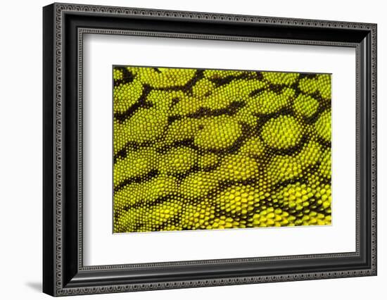 Bornean Angle-headed Lizard scale detail, Borneo-Alex Hyde-Framed Photographic Print