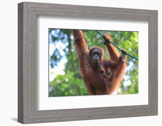 Bornean Orangutan mother and baby, Borneo, Malaysia, Southeast Asia, Asia-Don Mammoser-Framed Photographic Print