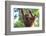 Bornean Orangutan mother and baby, Borneo, Malaysia, Southeast Asia, Asia-Don Mammoser-Framed Photographic Print