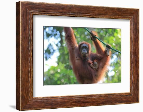 Bornean Orangutan mother and baby, Borneo, Malaysia, Southeast Asia, Asia-Don Mammoser-Framed Photographic Print