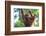 Bornean Orangutan mother and baby, Borneo, Malaysia, Southeast Asia, Asia-Don Mammoser-Framed Photographic Print