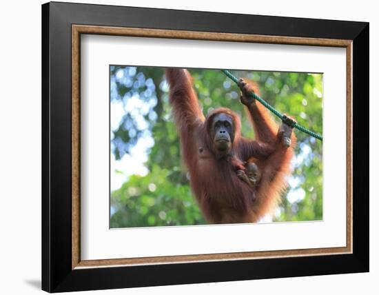 Bornean Orangutan mother and baby, Borneo, Malaysia, Southeast Asia, Asia-Don Mammoser-Framed Photographic Print