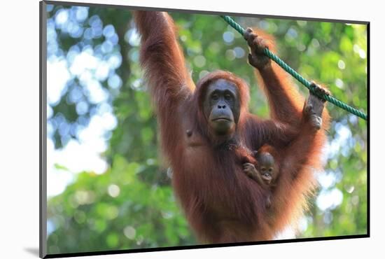 Bornean Orangutan mother and baby, Borneo, Malaysia, Southeast Asia, Asia-Don Mammoser-Mounted Photographic Print