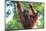 Bornean Orangutan mother and baby, Borneo, Malaysia, Southeast Asia, Asia-Don Mammoser-Mounted Photographic Print