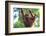 Bornean Orangutan mother and baby, Borneo, Malaysia, Southeast Asia, Asia-Don Mammoser-Framed Photographic Print