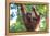 Bornean Orangutan mother and baby, Borneo, Malaysia, Southeast Asia, Asia-Don Mammoser-Framed Premier Image Canvas