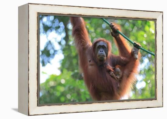 Bornean Orangutan mother and baby, Borneo, Malaysia, Southeast Asia, Asia-Don Mammoser-Framed Premier Image Canvas