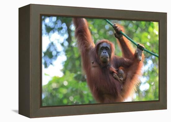 Bornean Orangutan mother and baby, Borneo, Malaysia, Southeast Asia, Asia-Don Mammoser-Framed Premier Image Canvas