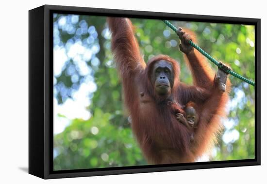 Bornean Orangutan mother and baby, Borneo, Malaysia, Southeast Asia, Asia-Don Mammoser-Framed Premier Image Canvas