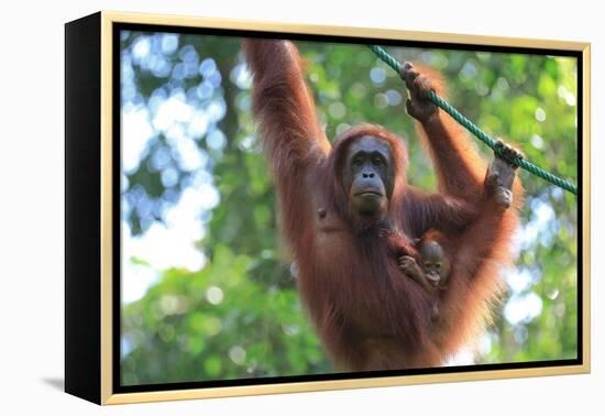 Bornean Orangutan mother and baby, Borneo, Malaysia, Southeast Asia, Asia-Don Mammoser-Framed Premier Image Canvas