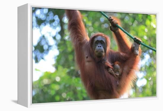 Bornean Orangutan mother and baby, Borneo, Malaysia, Southeast Asia, Asia-Don Mammoser-Framed Premier Image Canvas