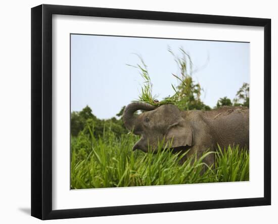 Bornean Pygmy Elephant Threshing Food, Sukau, Sabah, Borneo-Tony Heald-Framed Photographic Print
