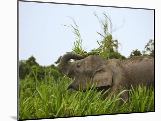 Bornean Pygmy Elephant Threshing Food, Sukau, Sabah, Borneo-Tony Heald-Mounted Photographic Print