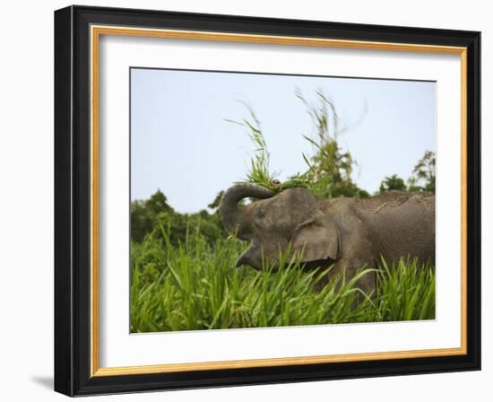 Bornean Pygmy Elephant Threshing Food, Sukau, Sabah, Borneo-Tony Heald-Framed Photographic Print