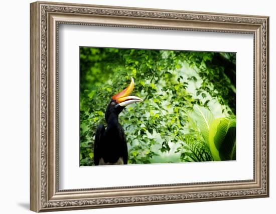 Borneo Exoctic Great Hornbill in Tropical Rainforest, Malaysia.-szefei-Framed Photographic Print