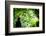 Borneo Exoctic Great Hornbill in Tropical Rainforest, Malaysia.-szefei-Framed Photographic Print