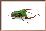 Borneo Flower Beetle-Christopher Marley-Framed Photographic Print
