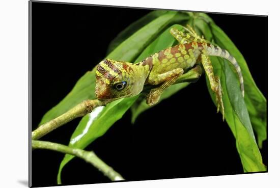 Borneo Forest Dragon Lizard-Robbie Shone-Mounted Photographic Print