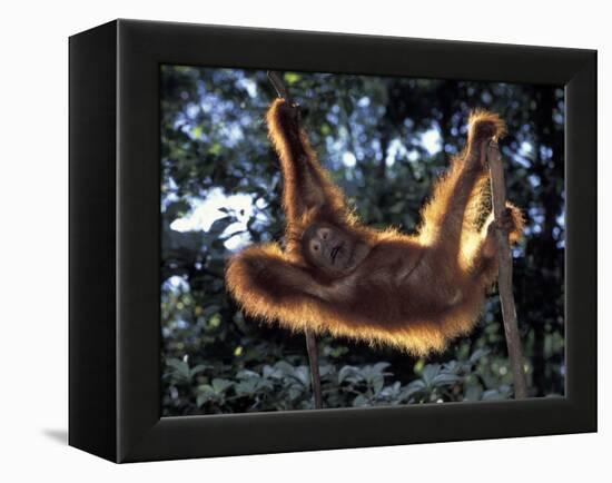 Borneo, Tanjung National Park Orangutan (Pongo Pygmaeus) juvenile stretching out between branches-Theo Allofs-Framed Premier Image Canvas