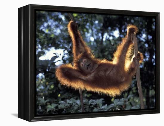 Borneo, Tanjung National Park Orangutan (Pongo Pygmaeus) juvenile stretching out between branches-Theo Allofs-Framed Premier Image Canvas