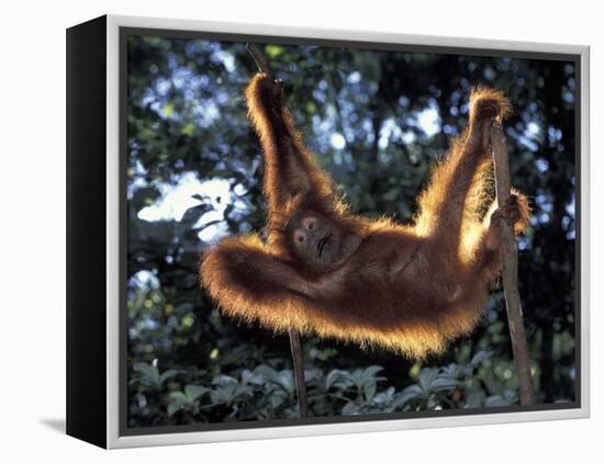 Borneo, Tanjung National Park Orangutan (Pongo Pygmaeus) juvenile stretching out between branches-Theo Allofs-Framed Premier Image Canvas