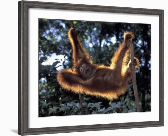 Borneo, Tanjung National Park Orangutan (Pongo Pygmaeus) juvenile stretching out between branches-Theo Allofs-Framed Photographic Print