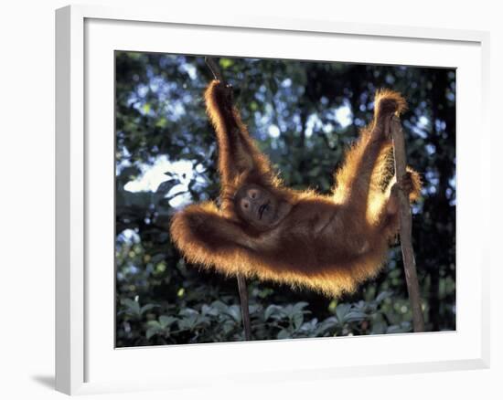 Borneo, Tanjung National Park Orangutan (Pongo Pygmaeus) juvenile stretching out between branches-Theo Allofs-Framed Photographic Print