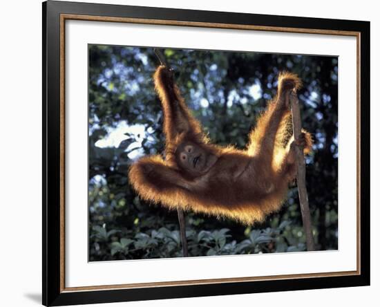 Borneo, Tanjung National Park Orangutan (Pongo Pygmaeus) juvenile stretching out between branches-Theo Allofs-Framed Photographic Print