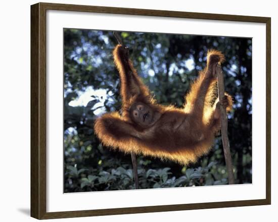 Borneo, Tanjung National Park Orangutan (Pongo Pygmaeus) juvenile stretching out between branches-Theo Allofs-Framed Photographic Print