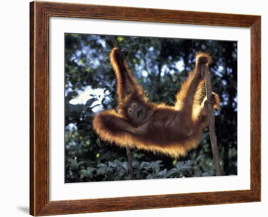 Borneo, Tanjung National Park Orangutan (Pongo Pygmaeus) juvenile stretching out between branches-Theo Allofs-Framed Photographic Print